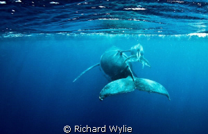 Mother and calf pair taken in vava'u, Tonga - this timid ... by Richard Wylie 